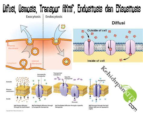 Difusi, Osmosis, Transpor Aktif, Endositosis dan Eksositosis (Transpor Zat melalui Membran Sel)