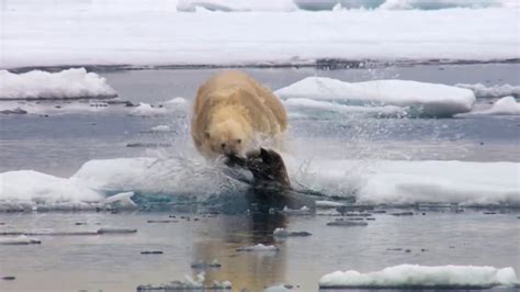 See how a polar bear catches seal || Funny seal || Must watch - YouTube