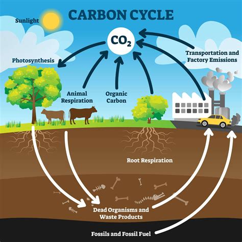 Carbon Cycle