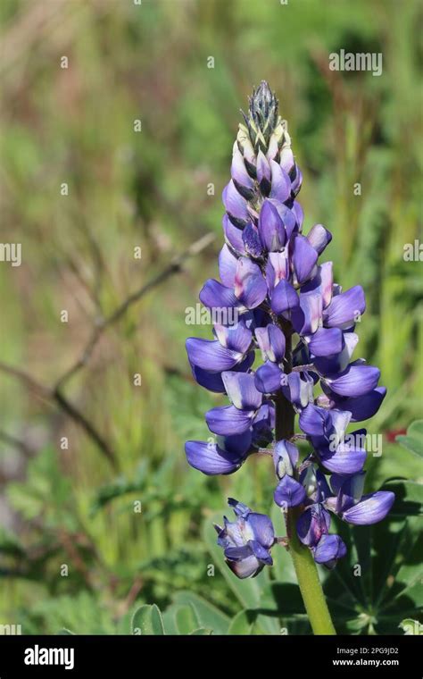 Blue flowering raceme inflorescence of Lupinus Succulentus, Fabaceae, native annual monoclinous ...