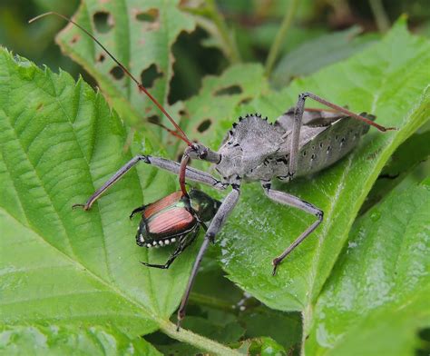 Maryland Biodiversity Project - Wheel Bug (Arilus cristatus)