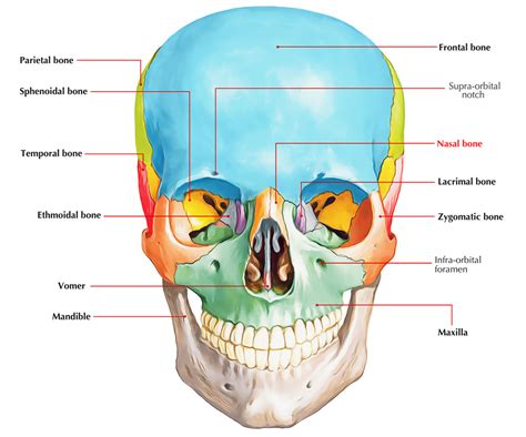 Nasal Bone – Earth's Lab