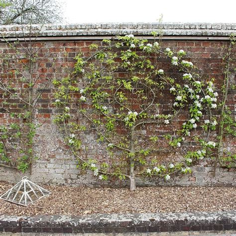 Espalier apple tree #appleblossom | Instagram, Fruit trees, Garden art