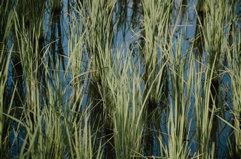 Grasses vs Sedges, What’s the Difference? – Basically Botany