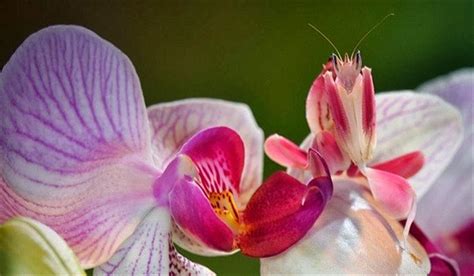 THE ORCHID MANTIS |The Garden of Eaden