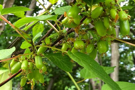 kiwiberry - Growing Produce