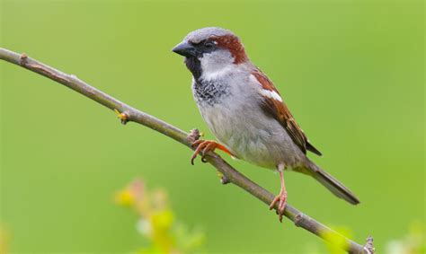 Huismus | Vogelbescherming