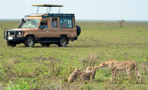 Kostenlose Bild: Gepard Cubs, Tiere