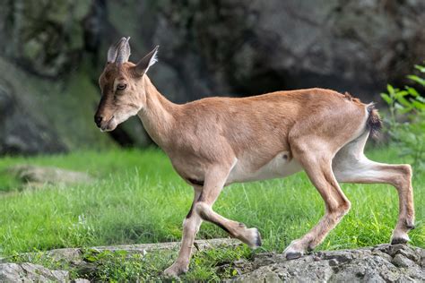 Definitive Guide To Markhor Facts, Habitat, Conservation Status, Zoo ...