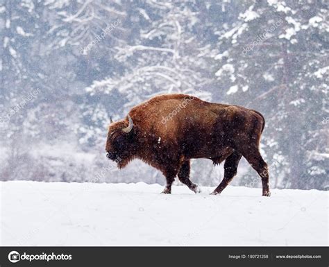 European bison (Bison bonasus) Stock Photo by ©bereta 180721258