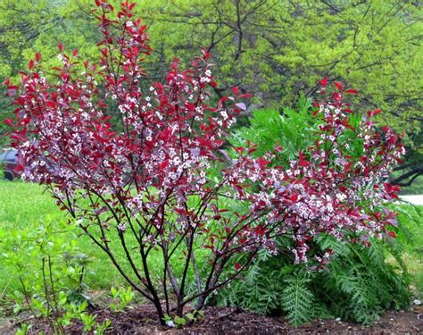 purple leaf sand cherry (need this near the honeylocust) and tansy | Landscaping | Purple leaf ...