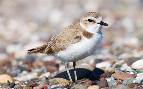 Snowy Plover | Audubon Field Guide