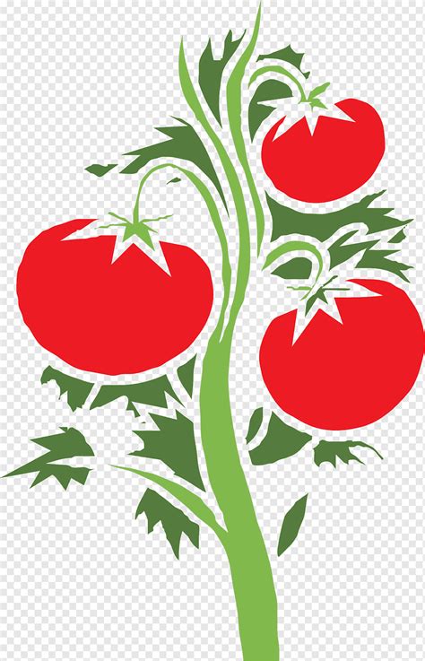 Tomate cherry planta, tomate, vegetales de hoja, comida, hoja png | PNGWing