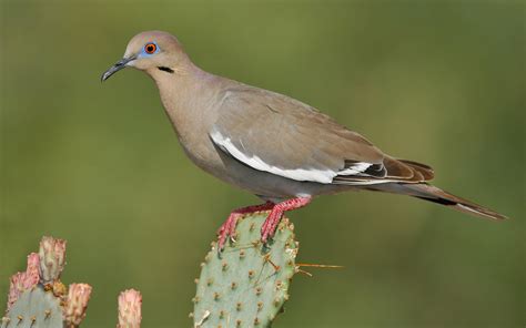 White-winged Dove | Audubon Field Guide