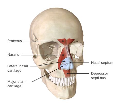 Facial Muscles: Anatomy | Concise Medical Knowledge