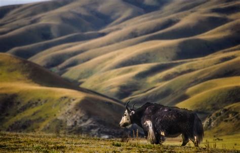 A return to traditional grazing to save Tibetan grasslands