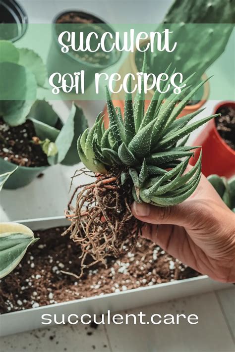 Succulent Soil: Ultimate Guide & 4 DIY Recipes To Keep Your Succulents ...