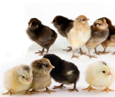 How to identify chick breeds – Artofit