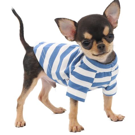 Teacup Chihuahua Clothes