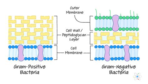 Cell Wall Vs Cell Membrane Function - cloudshareinfo