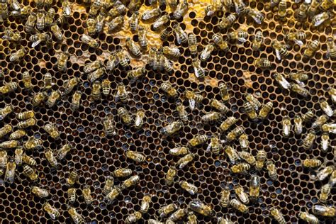 The Bee Hive is Shot Close-up Stock Image - Image of insects, bees ...