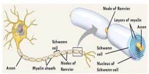 Schwann cell