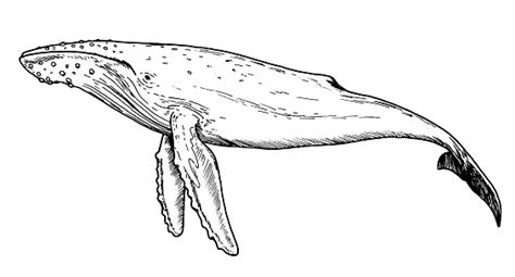 Drawing Of Humpback Whale Hand Sketch Of Water Mammal Stock ...