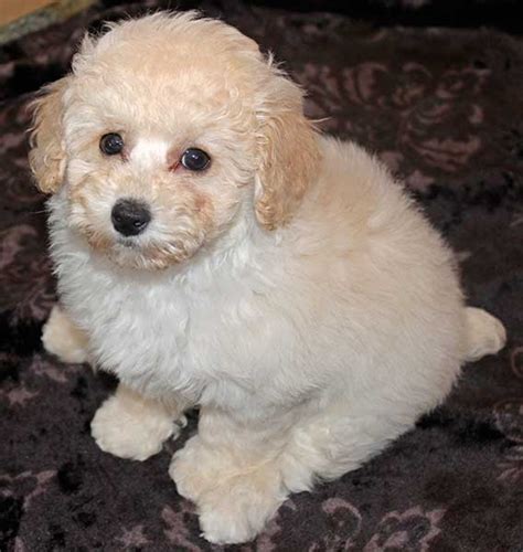 Bichon-Poo Puppy - Heavenly Puppies