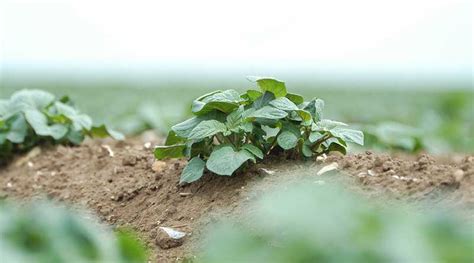 Get cover against seed-borne potato diseases