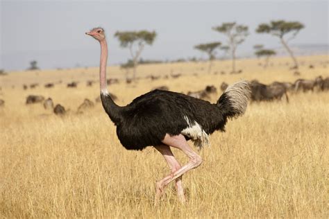 11 Compelling Ostrich Facts