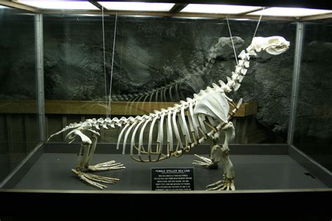 Photo Detail: Sea lion skeleton