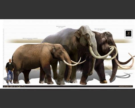 Columbian Mammoth | Prehistoric wildlife, Ancient animals, Prehistoric ...