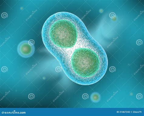 Cells Divide By Two Mechanisms Called Mitosis And Meiosis Royalty-Free Stock Photo ...