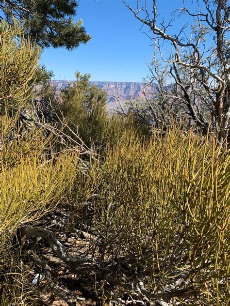 50 Seeds: Mormon Tea Plant Ephedra Nevadensis Nevada | Etsy