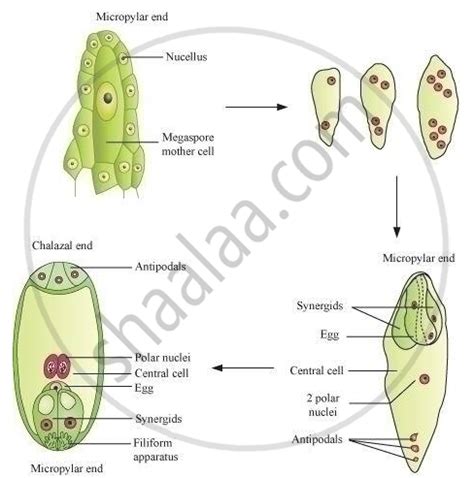 Describe the process of megasporogenesis up to fully developed embryo sac formation in an ...