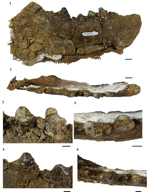 New Carnivorous Ungulate Fossil Found - John Day Fossil Beds National Monument (U.S. National ...