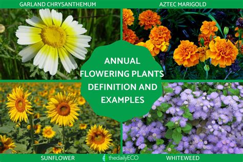 Annual Flowering Plants Definition - With Examples and Photos