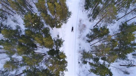 aerial view of winter forest covered in snow. drone photography Stock Video Footage - Storyblocks