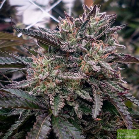 Love Cannabis – Lava Cake – Feminized Cannabis Seeds - StrainSupermarket.com