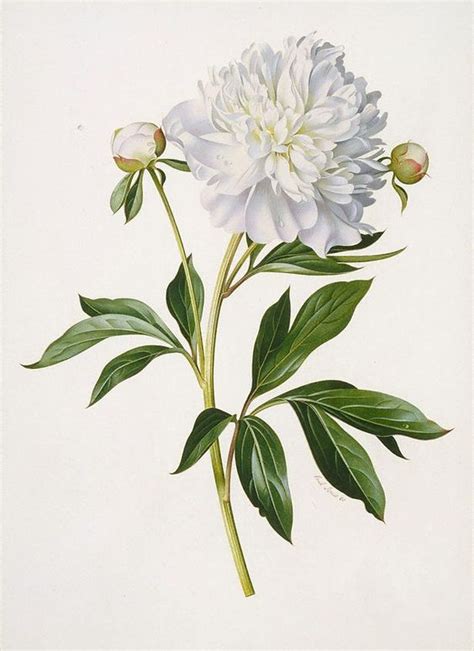 Bewitching, Beautiful And Bountiful Botanical Art - Bored Art