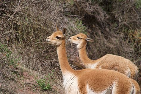 Reviving the Vicuña - Long Now