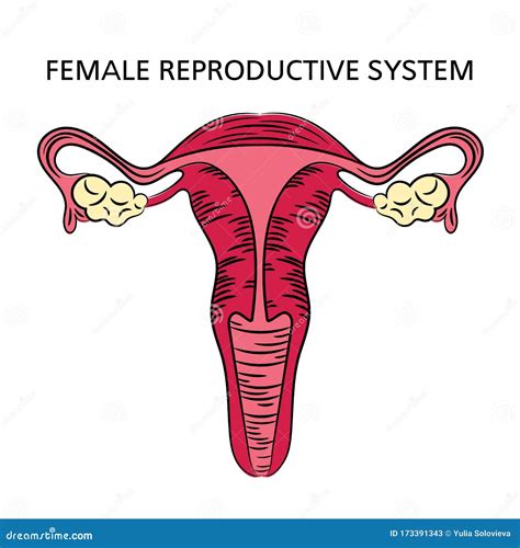 Female Reproductive System Of Humans With Diagram Biology