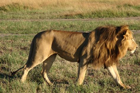 About Wild Animals lion: Adaptations of African Lions