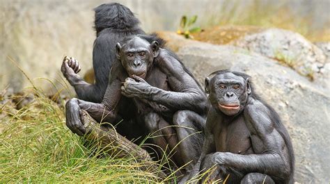 Bonobo | San Diego Zoo Animals & Plants