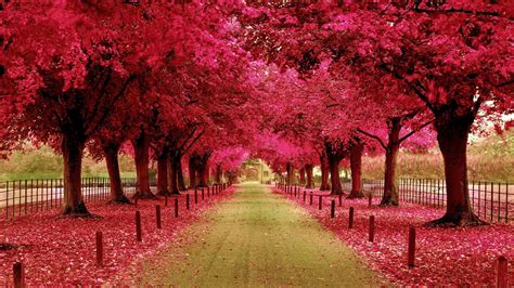 Pink Autumn Wallpapers - Top Free Pink Autumn Backgrounds - WallpaperAccess