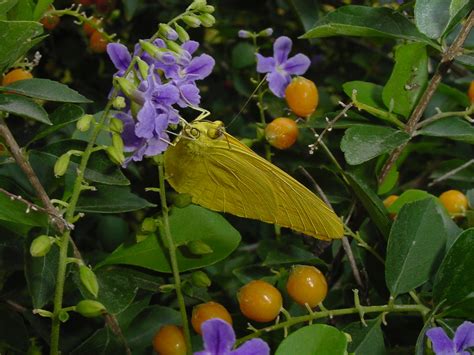 Lilac-Flowered ‘Golden Dewdrop’ Duranta | Urban Program Bexar County