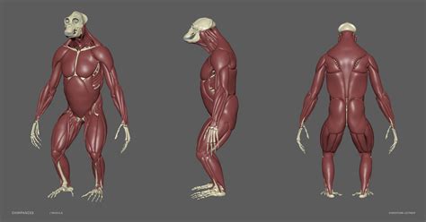 ArtStation - MONKEY - Chimpanzee – sculpt/retopology/skeleton/muscles/uvs | Resources