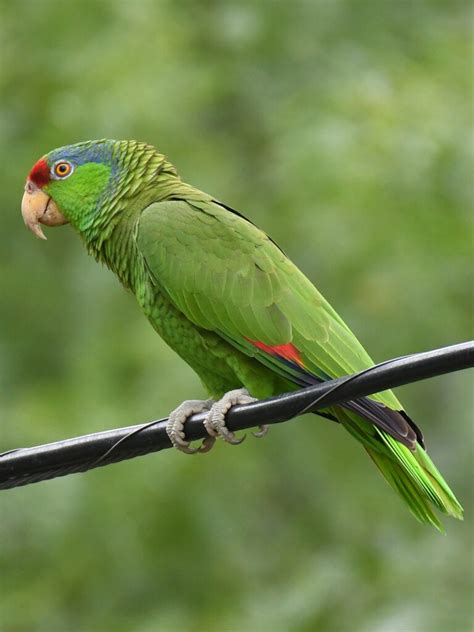 Researchers Show Red-Crowned Parrot Is Thriving In Urban Areas