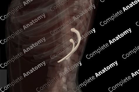 Floating Ribs (Left) | Complete Anatomy