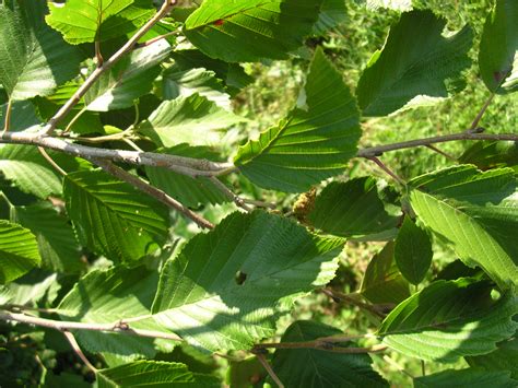 Trees: Speckled Alder – ACER